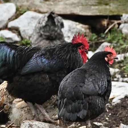 Gospodarstwo wiejskie Etno-house Gornji Lukomir